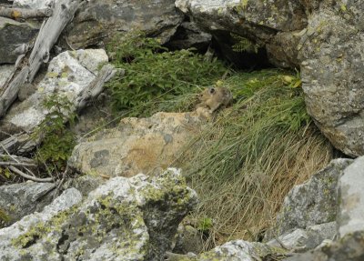 A Pika