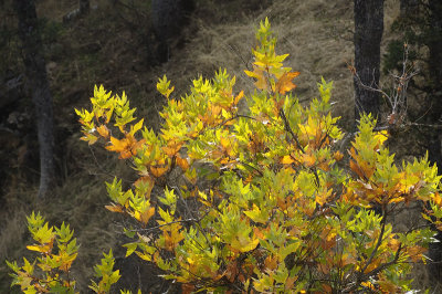Turning Maple