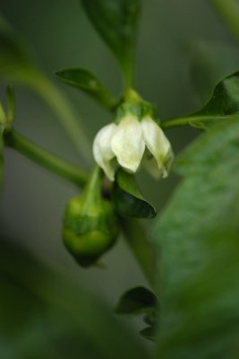 Flower and Sprouting Pepper