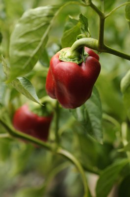 Colorful Peppers