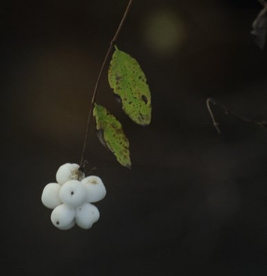 Common Snowberry
