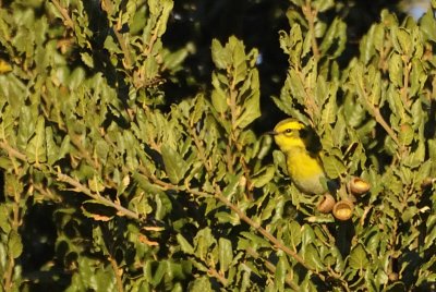 Townsends Warbler
