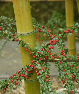 Fall Berries