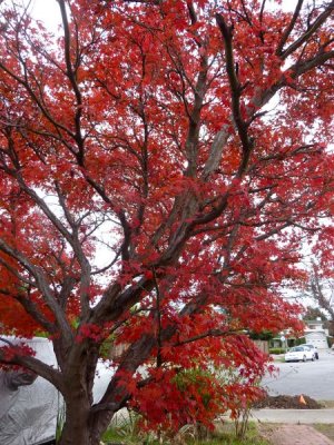 Red Maple Tree