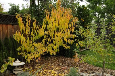 Fall Colors
