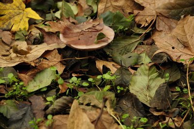 Mushroom