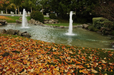 Autumn Carpet