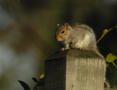 Sunning Squirrel