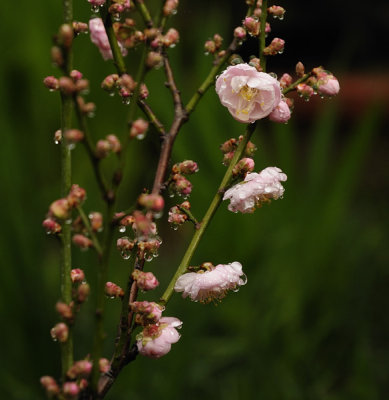 After the Rains