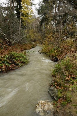Rushing Stevens Creek