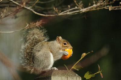 They like my Oranges