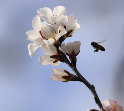 Sign of Spring