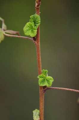 Sprouting Greens