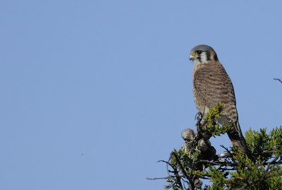 American Kestrel