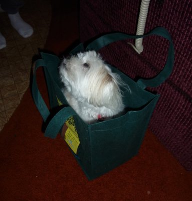 Doggy Bag