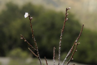 The first to flower