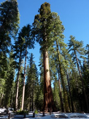 Giant Sequoias