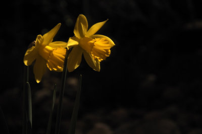 Moon Light Daffodils