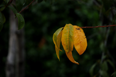 Autumn Colors