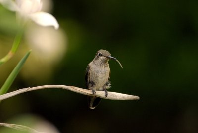 Hungry Hummingbird