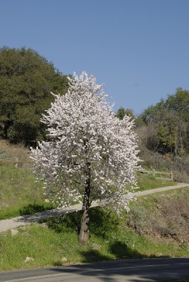 Flowering Fruit Tree