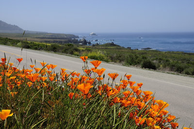 California Poppies and coastline