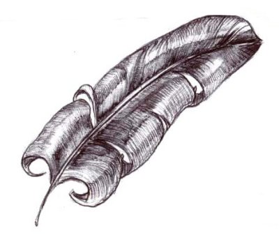 feather sketch