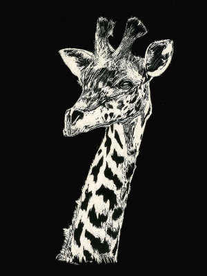 giraffe