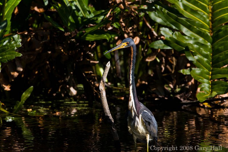 Tri colored Heron -  Before removing stick