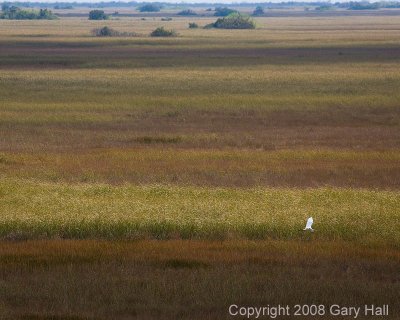 River of Grass - 1