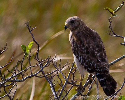 Red-Shouldered Hawk (Buteo lineatus)