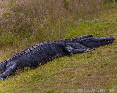 Alligators are black and none are green