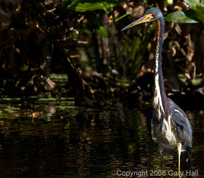 Tri colored Heron -  After removing stick