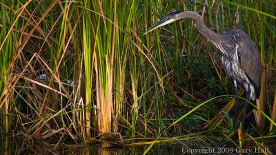 Birds off Alligator Alley #5