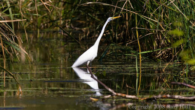 TCR nature is abundant