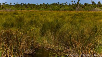 Highway 41, 5 miles north of Everglades City