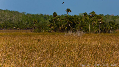 Highway 41, 5 miles north of Everglades City