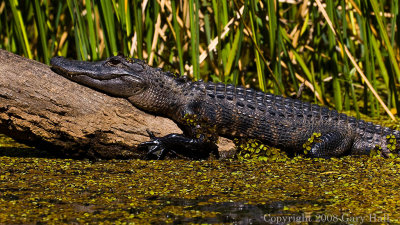 TCR Sunning alligator 5 feet away