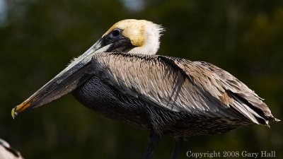 Everglades city - Ready for action