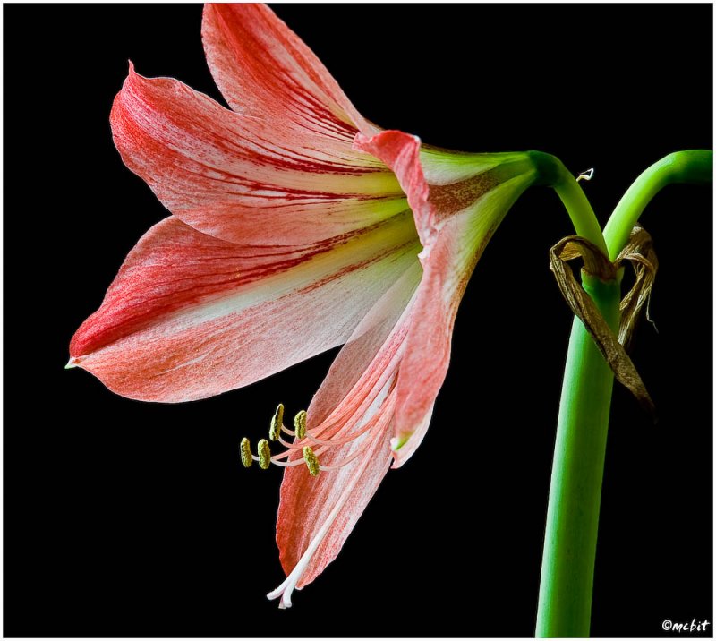 Amaryllis