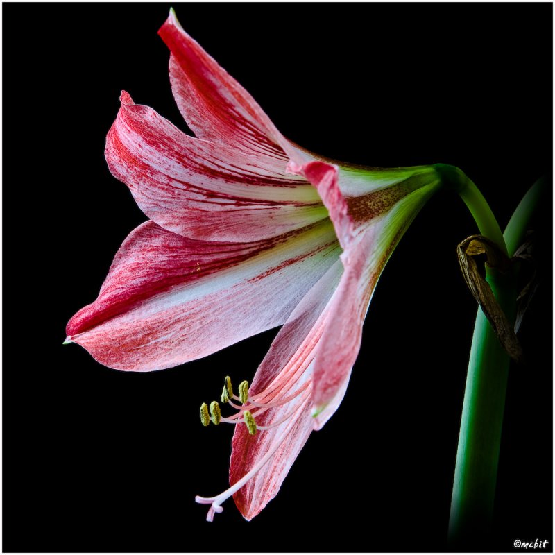 Amaryllis