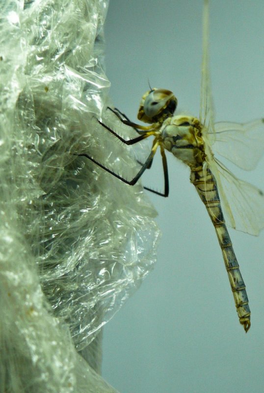 Damsel Fly