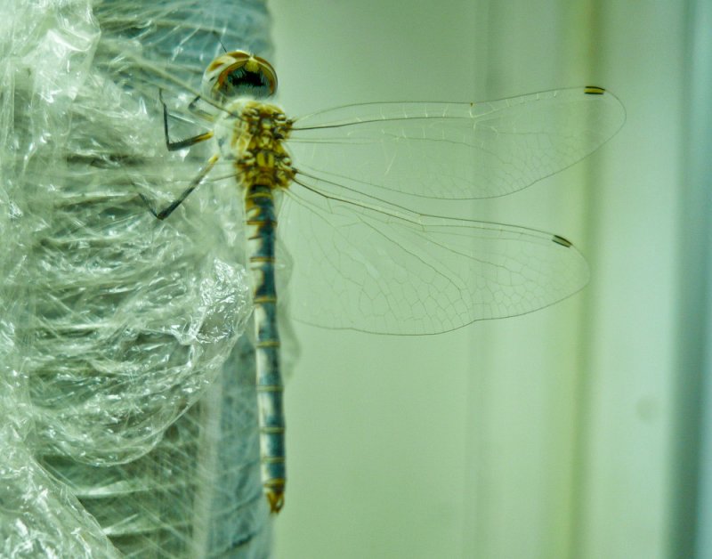 Damsel Fly