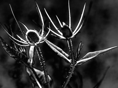 Irish Thistle