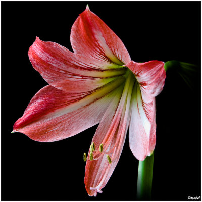 Amaryllis