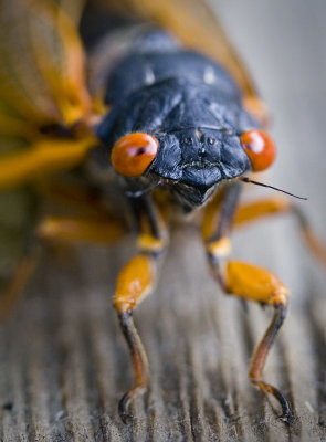 Eye of the Cicada   032.jpg