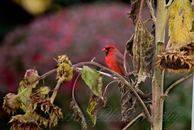 2010-10-18 Cardinal 003.JPG