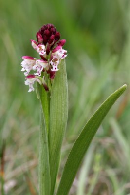 Orchis ustulata