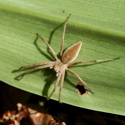 Pisaura mirabilis