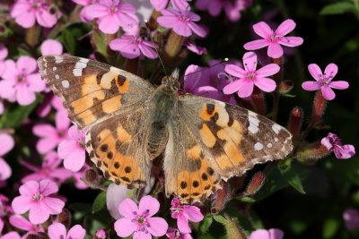 Vanessa cardui